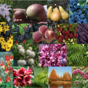(Photo courtesy Knox-Lincoln Soil & Water Conservation District)