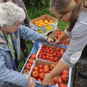 Veggies For All volunteers gleaning tomatoes. (Photo courtesy Waldo County Bounty)