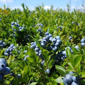 (Photo courtesy University of Maine Cooperative Extension)