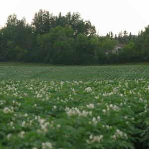 La Frontière showing potato blossom. (Photo by Jared Ames)