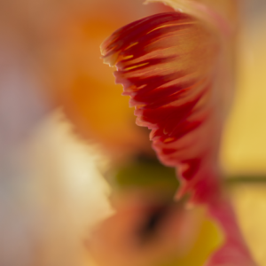 “Finding the Glow” by Lisa Mossel. Courtesy photo