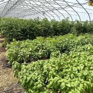(Photo courtesy University of Maine Cooperative Extension)