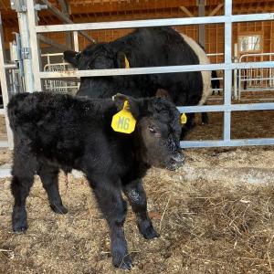 Spring calf at Aldermere Farm. (Photo courtesy Emily Marshall)