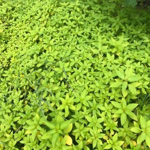 Himalayan Balsam. (Photo courtesy Knox-Lincoln Soil & Water Conservation)