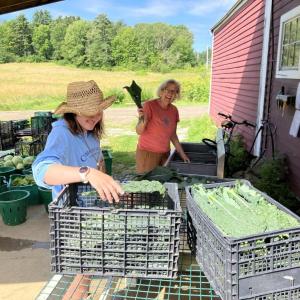 Knox County Gleaner volunteers (back) and a Teen Ag Crew member (front) wash and pack produce at Erickson Fields. (Photo courtesy Maine Coast Heritage Trust)