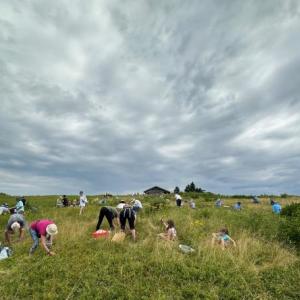 Blueberry picking began this last weekend on Beech Hill Preserve in Rockport, courtesy of Coastal Mountains Land Trust. For more information and to sign up for upcoming picking sessions on Beech Hill, visit coastalmountains.org. (Photo courtesy Jenny Roberts)