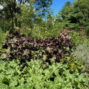 Herbs growing at Merryspring Nature Center. (Photo courtesy Merryspring Nature Center)