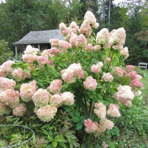 Hydrangea in Merryspring’s garden. (Photo courtesy Merryspring Nature Center)