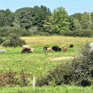 Cows at Grace Pond Farm, in Thomaston. (Photo courtesy University of Maine Cooperative Extension / Christina Howard)