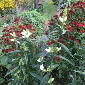 Late blooming perennials. (Merryspring Nature Center)