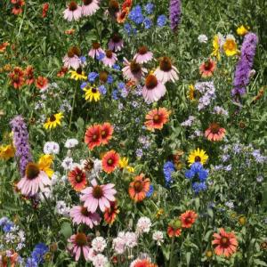Northeast wildflowers. (Photo courtesy Knox-Lincoln Soil and Water Conservation District)