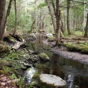 Whitten Hill Woods. (Photo by Kristin Pennock)