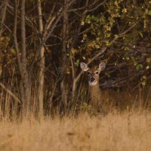 Deer in woods